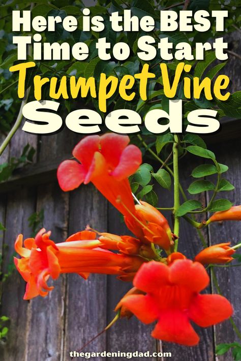 Are you looking forward to starting Trumpet Vine Seeds? Look no further, this article will give you all of the information to get your seeds ready to go in no time. #Thegardeningdad #TrumpetVine #flowers Trumpet Plant, Backyard Hacks, Flowers From Seed, Red Hummingbird, Vine Flowers, Angel Trumpet, Trumpet Vine, Gardening Hacks, Trumpeter