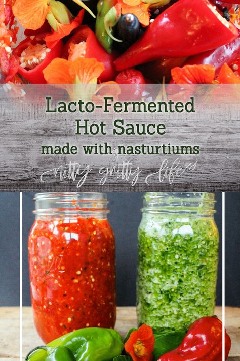 Lactofermented hot sauce with nasturtiums, two ways! A spicy red batch with flowers & a milder green batch with leaves results in sauces with flair. #fermentation #hotsauce Fermented Pepper Sauce, Fermenting Hot Sauce, Fermented Hot Sauce With Fruit, Nasturtium Hot Sauce, Fermented Hot Sauce Recipe, Zucchini Relish, Cauliflower Fritters, Cauliflower Gratin, Fermented Pickles