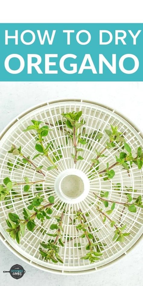 Dehydrating Oregano In Dehydrator, Drying Herbs In Dehydrator, Drying Oregano, Jerky Seasoning Recipe, Dehydrating Herbs, Dehydrated Recipes, Dehydrating Recipes, Dry Oregano, Drying Fresh Herbs