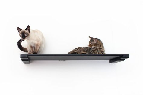 Cat Wall Climber, Cat Window Shelf, Kitty Condo, Floating Cat Shelves, Furniture For Cats, Cat Furniture Design, Window Shelf, Meow Mix, Cat Shelf