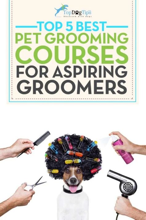 Master Dog Grooming: Best Online Courses Grooming Salon Ideas, Dog Grooming Ideas, Pet Grooming Business, Dog Grooming Tools, Dog Grooming Styles, Dog Grooming Shop, Grooming Ideas, Grooming Business, Doggie Daycare