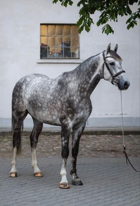 Gray Dapple Horse, Dapple Grey Andalusian, Horse Dapple Grey, Grey Dapple Horse, Dark Dapple Grey Horse, Grey Clydesdale, Grey Horse Aesthetic, Horse Reference Photos, Dappled Grey Horse