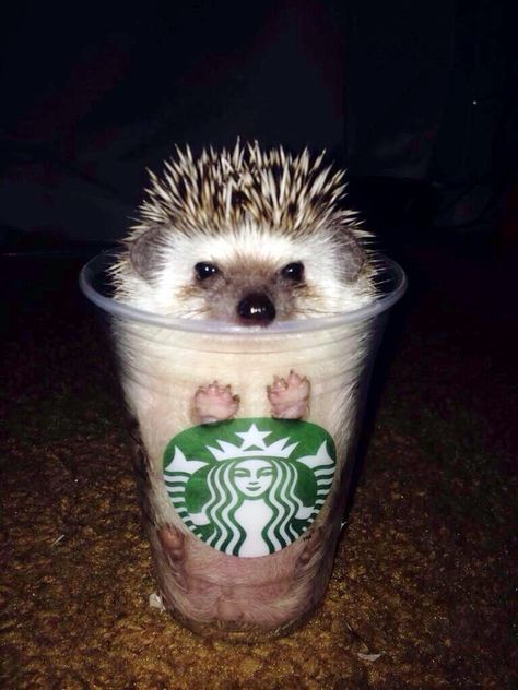 Cai Arabi, Regnul Animal, A Hedgehog, Baby Animals Pictures, Cute Hedgehog, 웃긴 사진, Baby Animals Funny, Cute Animal Photos, Cute Animal Pictures