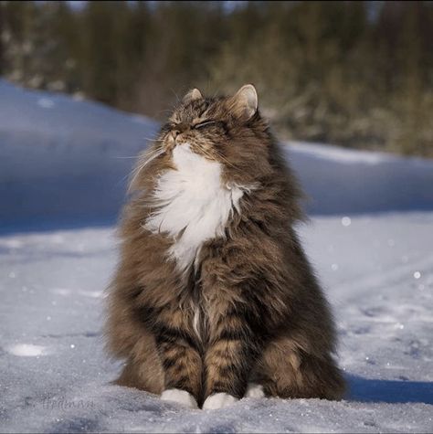 Norwegian Forest Cat Norwegian Cat, Norwegian Forest, Siberian Cat, Gorgeous Cats, Forest Cat, Norwegian Forest Cat, Fluffy Cat, Domestic Cat, Cat Aesthetic