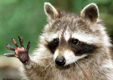 Animals Waving Bye 9 Cute Raccoon, Raccoon Funny, Trash Panda, Funny Animal Jokes, Racoon, Animal Jokes, High Five, 귀여운 동물, Cute Funny Animals