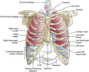 Thoracic Cage, Anatomy Science, Thoracic Cavity, Anatomy Flashcards, Subclavian Artery, Nurse Study, Thoracic Vertebrae, Eye Anatomy, Gross Anatomy