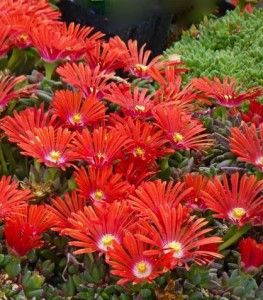 Plant Select winners - would love these in our yard in Colorado. High Country Gardens, Red Mountain, Full Sun Plants, Country Gardens, Gardening Trends, Sun Perennials, Ice Plant, Sun Plants, Ground Cover Plants