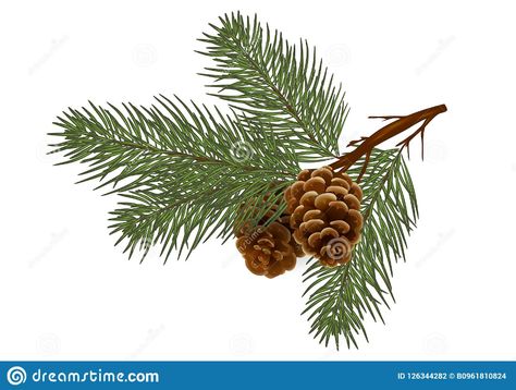 Pine Branch Tattoo, Pine Tattoo, Details Drawing, Botanical Bouquet, Branch Drawing, Spruce Trees, Christmas Pine Tree, Merry Chistmas, Drawing Christmas