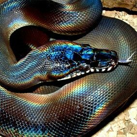 Black phase (northern) white lipped python Dream Snake, Rainbow Snake, Serpent Tattoo, Pretty Snakes, White Lips, Beautiful Snakes, Ball Python, Reptiles And Amphibians, A Snake