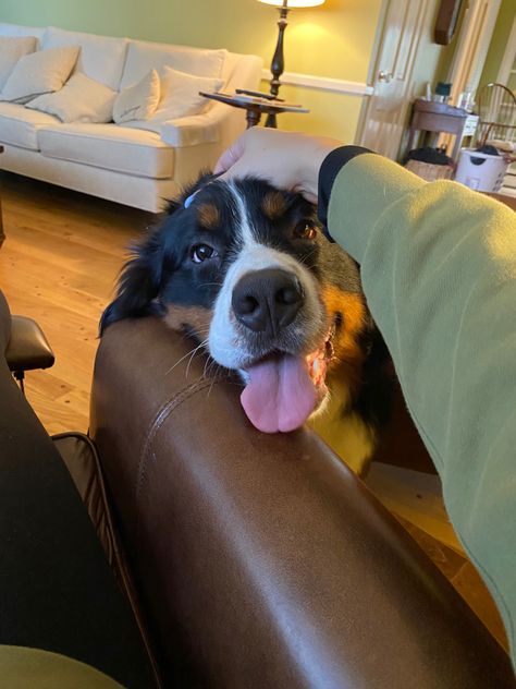 Owning A Dog Aesthetic, Dog Sitting Aesthetic, Old Dog Aesthetic, Bernese Mountain Dog Aesthetic, Lists Of Aesthetics, Dog Aesthetic, Sick Dog, Sweet Boy, Seasons Of Life