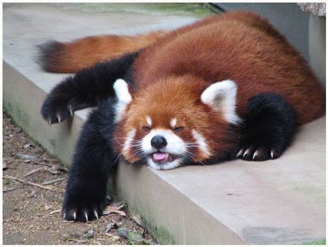 Red panda is melting #RedPanda #Wildlife Zoo Animal Party, Red Panda Cute, Red Pandas, Panda Love, Racoon, Red Panda, Cute Animal Pictures, Funny Animal Pictures, Zoo Animals