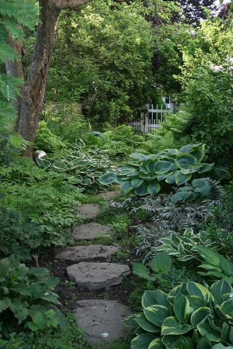 Ferns and hostas for the shady garden Shade Garden Design, Shady Garden, Woodland Gardens, Shade Gardening, Hosta Gardens, Shade Gardens, Shade Perennials, Garden Shrubs, Stone Path