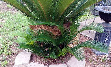 Sago Palms Landscaping Ideas, Sago Palm Landscaping, Sago Palm Care, Palm Tree Care, Sago Palm Tree, Fiddle Leaf Fig Care, Palm Trees Landscaping, Sago Palm, Palm Garden