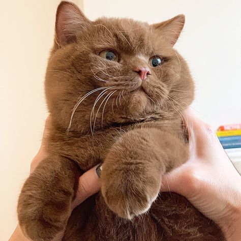 Cinnamon British Shorthair, Brown Fluffy Cat, Brown British Shorthair, Chocolate Brown Cat, Light Brown Cat, Brown Cats, Chocolate Cat, Dream's Cat, Söt Katt