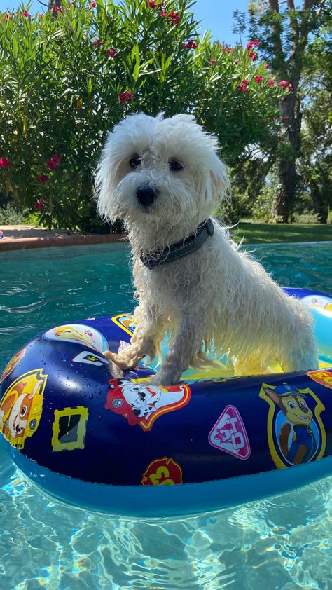 #dog #puppy #cute #animal #pet #petlover #aesthetic #pool #summer Puppies Swimming, Aesthetic Pool, Pet Magazine, Excited Dog, Very Cute Puppies, Puppy Cute, Dog Wallpaper, Dog Runs, Dog Sitting