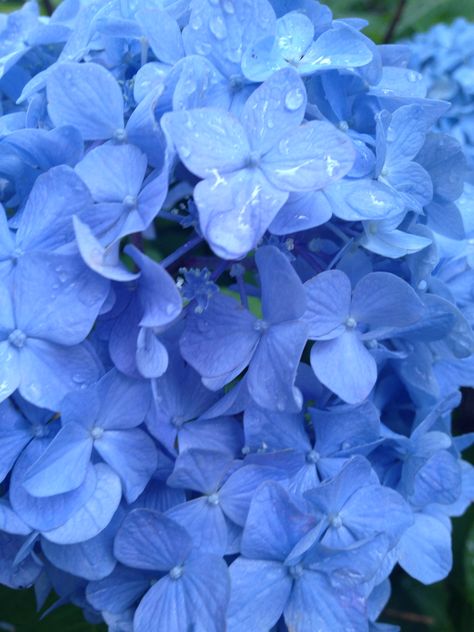 blue hydrangea Cornflower Blue Eyes, Blue Hydrangeas, Blue Hydrangea, Love Blue, Cornflower Blue, Blue Aesthetic, Hydrangea, Blue Eyes, Beautiful Flowers