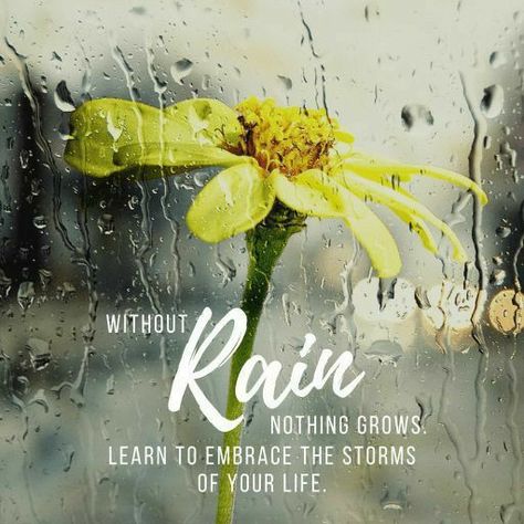 Raining Day Quotes, Monsoon Quotes, Rainy Morning Quotes, Rainy Good Morning, Rainy Day Pictures, Rainy Day Quotes, Good Morning Massage, Rain Weather, Rain Quotes