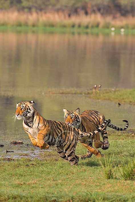 Cat Run, Wild Tiger, Tiger Pictures, Exotic Cats, Majestic Animals, Ecommerce Store, Cute Creatures, Lynx, Animal Photo