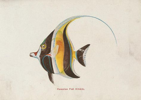 n2_w1150 | Hawaiian fishes. Honolulu :Island Curio Co.,[betw… | Flickr Moorish Idol, Hawaiian Fish, Vintage Advertising, Honolulu, Vintage Postcards, Vintage Advertisements, To The World, Mammals, Literature