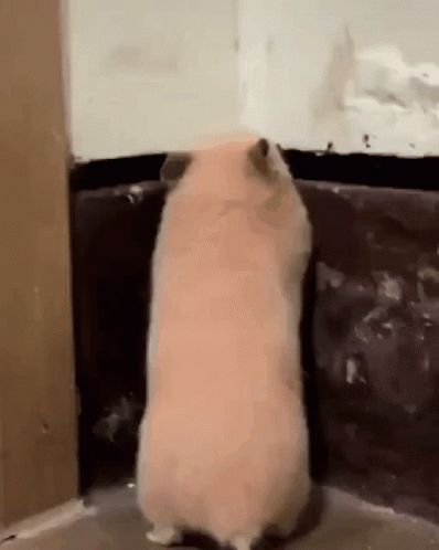 Shocked Hamster, Hamster Pics, Funny Hamsters, Cute Small Animals, Vines Funny Videos, Funny Animal Photos, Chinchillas, Cute Hamsters, Funny Animal Jokes