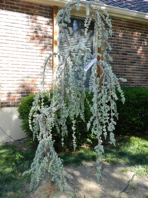 Weeping Blue Atlas Cedar Weeping Blue Atlas Cedar, Blue Atlas Cedar, Weeping Trees, Evergreen Landscape, Conifers Garden, Front Flower Beds, Evergreen Garden, Landscaping Inspiration, Asian Garden