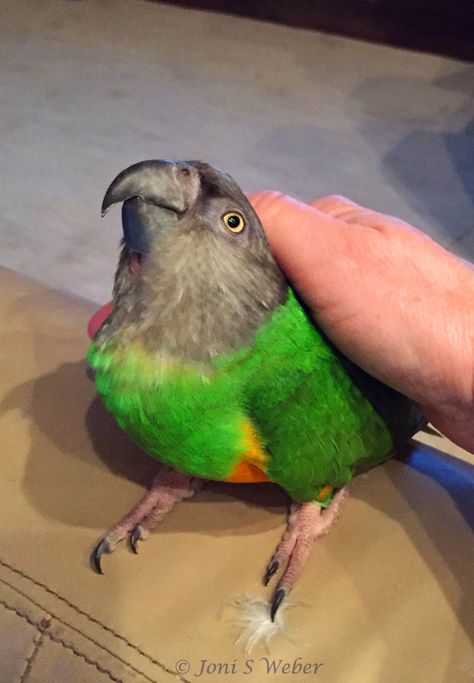 My Senegal parrot training me to scratch and pet, by Joni S Weber #SenegalParrot Bird Enclosure, Parrot Training, Senegal Parrot, Parrot Wallpaper, Cute Parrot, Human Babies, Chicken Noodle, Bird Species, Bird Feathers