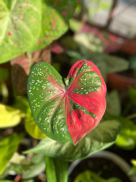 Red Beret, Plant Leaves, Plants, Red