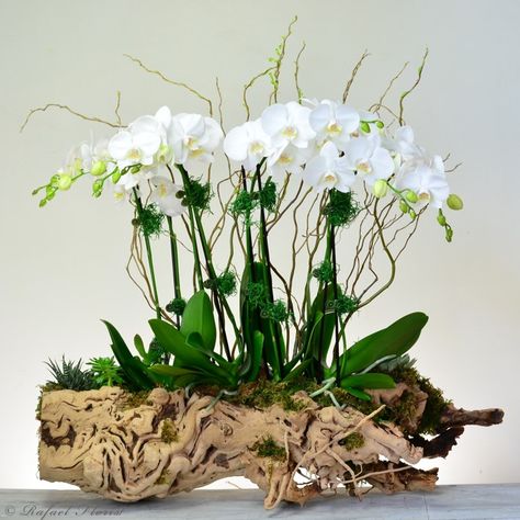 Orchid On Driftwood, Orchids Arrangements Ideas, Orchid Driftwood, Orchid Display Ideas, Plants As Centerpieces, Garden Centerpieces, Orchid Decor, Silk Orchids Arrangements, Orchid Flower Arrangements