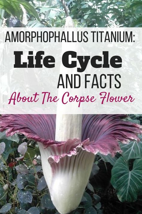 Learn about the life cycle of the Amorphophallus titanium as well as how to propagate it and some fun facts about this unique corpse flower. #amorphophallustitanium #corpseflower #amorphophallus #corpseflowerplants #corpseflowerblooms Flower Life Cycle, Corpse Flower, Smelling Flowers, Gothic Garden, Flower Care, Growing Indoors, Seed Starting, Life Cycle, Flower Planters