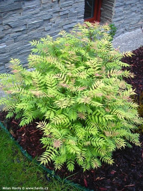 False Spirea, Trees For Front Yard, Willow Garden, Landscaping Diy, Front Yard Garden Design, Grasses Landscaping, Easy Landscaping, Garden Services, Garden Pictures