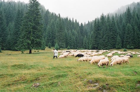 men and sheep. Shepard Aesthetic, Farms Living, Trending Haircuts, Cool Hair Color, Country Life, Botanical Gardens, Photo Credit, Farm Animals, Sheep