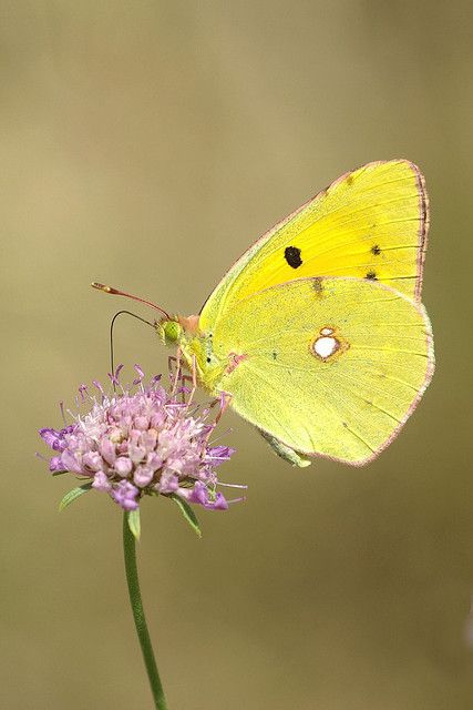 "Seeing her always made me feel like I was catching a rarity, going up to it very careful, heart-in-mouth as they say. A Pale Clouded Yellow, for instance." (P9) Clouded Yellow Butterfly, Blurry Nature, Bug Reference, Yellow Butterfly Tattoo, British Butterflies, Caterpillar Art, Butterfly Project, Papillon Butterfly, Yellow Animals