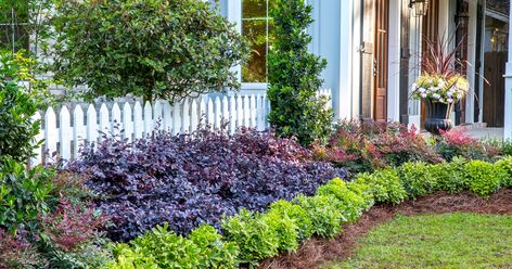 Seeking versatility in garden design? Give Purple Diamond® Semi-dwarf Loropetalum a try | Southern Living Plants Spring Blooming Trees, Southern Gardens, Southern Living Plants, Front Yard Landscape, Southern Garden, Foundation Planting, Front Landscaping, Fast Growing Trees, Yard Landscape