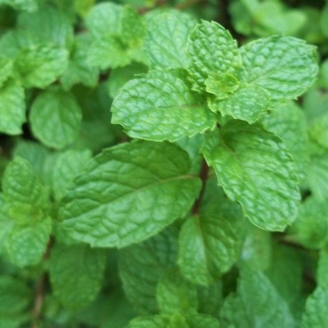 Yerba buena...the Mother of Mint!!! Peppermint Plants, Cash Crop, Herbal Tea Blends, Tea Blends, Soy Wax Melts, Plant Growth, Garden Seeds, Botany, Health Benefits