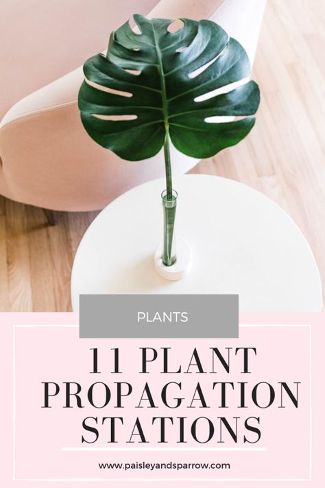 11 Plant Propagation Stations for All Budgets - Paisley & Sparrow Diy Plant Propagation Station, Diy Propagation Station, Workout Decor, Room Decorations Ideas, Plant Clippings, Christmas Tree Kitchen, Ideas For Birthday Party, Hanging Glass Planters, Decoration Ideas Christmas