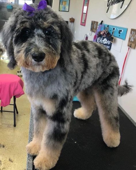 Haircuts For Aussiedoodle, Aussie Doodle Grooming Styles, Mini Aussiedoodle Haircut, Aussie Goldendoodle, Aussie Doodle Haircut Styles, Mini Bernedoodle Haircut Styles, Bernadoodle Haircuts, Mini Bernedoodle Haircut, Bernedoodle Grooming Styles