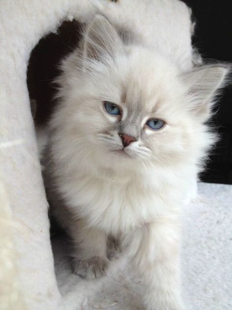 Siberian Cat Kitten, White Siberian Cat, Siberian Kittens For Sale, Neva Masquerade, Siberian Kittens, Siberian Cats, Cat Apparel, Fluffy Kittens, Kittens For Sale