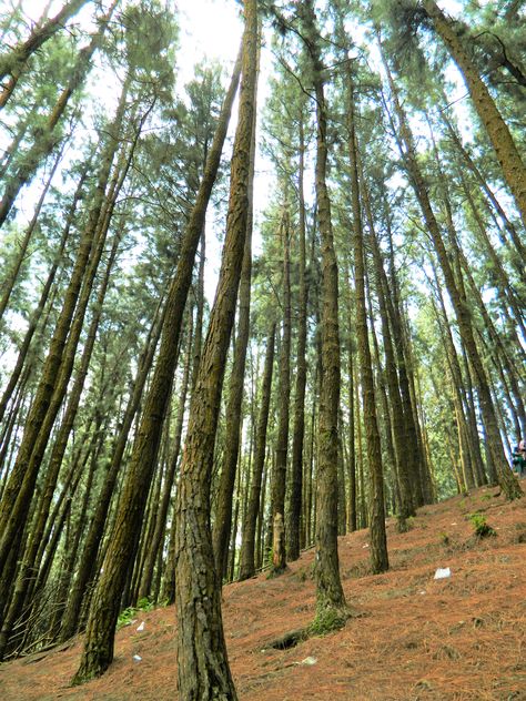 Pine Forest in Vagamon, Southern Western Ghats, Kerala, India Kerala Architecture, Thailand Pictures, Kerala Travel, Kodaikanal, Western Ghats, Forest Photos, Kerala India, Photo Art Gallery, Pine Forest