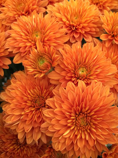 https://flic.kr/p/2hjoMpu | Beautiful Eye-catching Orange Chrysanthemums Orange Wedding Flowers, Mums Flowers, Chrysanthemum Flower, Dahlia Flower, Flower Bud, Birth Flowers, Flower Photos, Fall Flowers, Flower Pictures