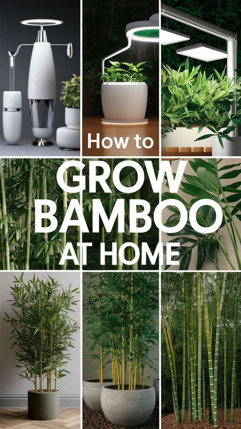 Bring the elegance of bamboo into your home with this easy guide! 🌿 Discover how to care for indoor bamboo by providing the right light, humidity, and watering techniques. With the perfect setup, your bamboo will thrive and add a beautiful, natural touch to your space. 🪴 Learn about the best species, potting tips, and maintenance tricks to ensure your bamboo stays healthy and vibrant year-round. #IndoorBamboo #PlantCareTips #HomeDecor #SmartPlants #BambooLove #GreenLiving How To Grow Bamboo, Bamboo Plant Indoor, Bamboo Plant Care, Indoor Bamboo, Growing Bamboo, Bamboo Plant, Right Light, Air Purifying Plants, Beautiful Plants