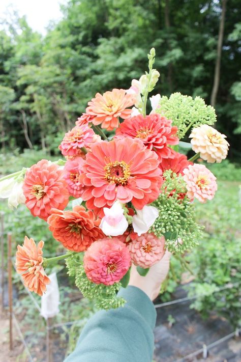 A favorite combo - zinnias, snaps and sedum Zinnia Bouquet Ideas, Zinnias Bouquet, Zinnia Bouquet, Farmers Market Flowers, Table Pieces, Peach Bouquet, Market Flowers, Burgundy Bouquet, Backyard Flowers