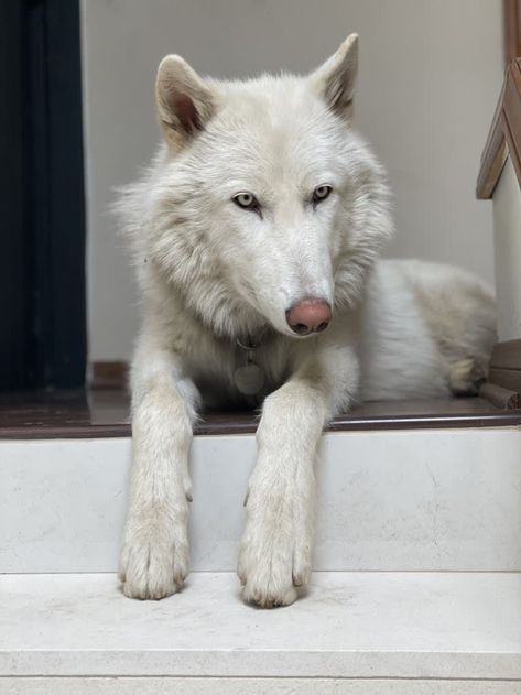 White wolfdog Logan, Upper-mid content (79,2% wolf Embark DNA test) Mid Content Wolfdog, Wolfdog Aesthetic, Wolf Dog Aesthetic, Wolf Puppy Drawing, White Wolf Aesthetic, White Dog Aesthetic, White Wolf Dog, Wolf Dog Hybrid, Wolfdog Puppy