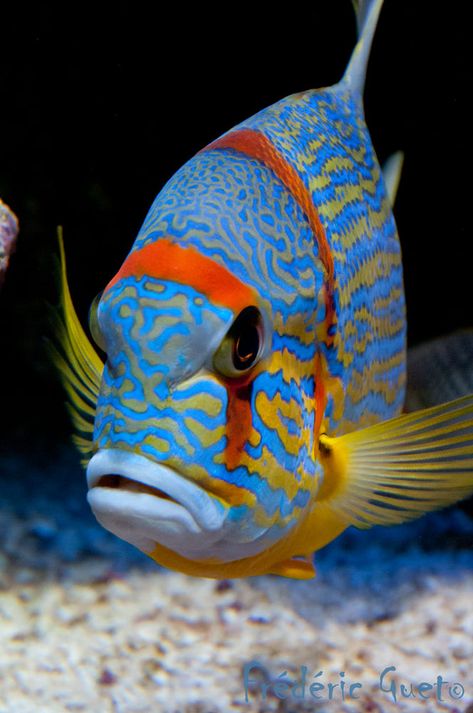 surgeon fish by Frédéric Guet / 500px Surgeon Fish, Sea World, Fish Pet, Fish, Water, Animals