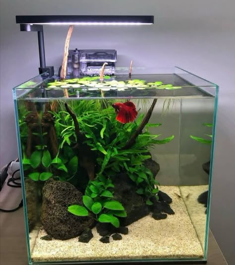 Pretty Beta Fish, Beta Aquarium, Mini Aquascape, Betta Aquascape, Nano Pond, Planted Tank Ideas, Planted Betta Tank, Beta Tank, Cool Fish Tank Decorations