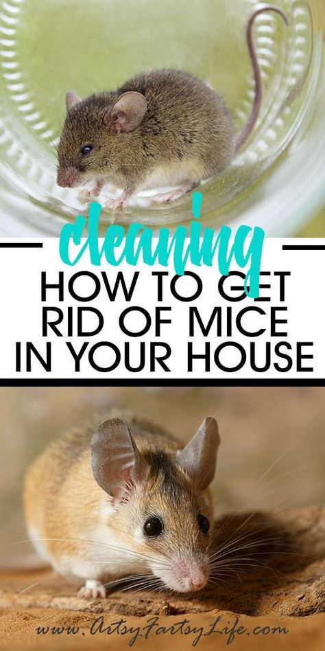 Mice In Basement, Essential Oils To Get Rid Of Mice, Rid Of Mice In House, How To Catch Mice In House, Ways To Get Rid Of Mice, Natural Ways To Get Rid Of Mice, Best Way To Get Rid Of Mice, How To Get Rid Of Mouse In House, Mouse Repellent Diy Essential Oils