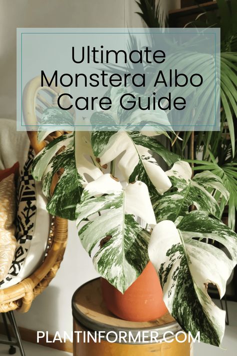 Discover how to nurture your Monstera Albo into a thriving, variegated spectacle with our comprehensive guide on proper care techniques. Monstera Plant Soil, Monstera Albo Care, Monstera Obliqua Care, Monstera Albo, Monstera Standleyana Albo, Overgrown Monstera Plant, Orchid Bark, Plant Guide, Monstera Deliciosa