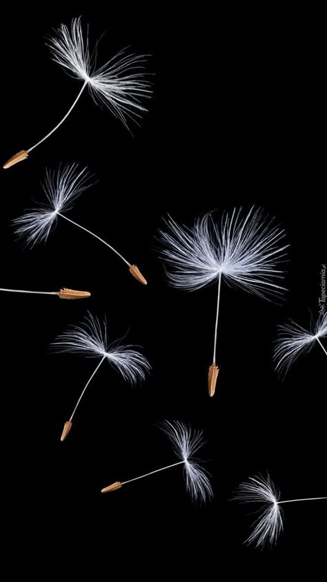 Flores Wallpaper, Dandelion Pictures, Dandelion Wallpaper, Dandelion Art, Scratchboard Art, Dandelion Seeds, Wallpaper Aesthetic Vintage, Popular Wallpapers, Iphone Wallpaper Aesthetic