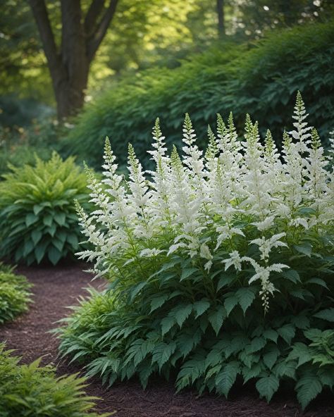 10 Best Varieties Of Astilbe Astilbe Garden, Astilbe Japonica, Astilbe Flower, Dry Shade Plants, Landscaping Inspiration, Fairytale Cottage, Cut Flower Garden, Woodland Garden, Plant Combinations