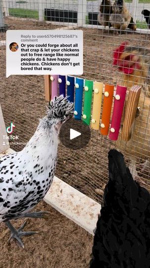 55K views · 1K reactions | There’s more than one way to raise a chicken! #foryou #foryoureel #fyp #reels #backyardchickens #chickens #enrichment #backyardflock #chicks #mindyourbusiness | Chicken Schmidt Farms | Chicken Schmidt Farms · Original audio Chicken Enrichment, Backyard Flocks, Chicken Farm, A Chicken, Small Breed, Chickens Backyard, Farm Fresh, Schmidt, That Way