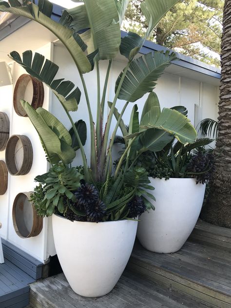 Large Pot Garden, Feature Pot Plants, Black Pots Planters, Large Pots In Landscaping, Large Potted Plants Outdoor, Pot Plants Outdoor Patio, White Potted Plants, Tropical Potted Plants, Outside Planters